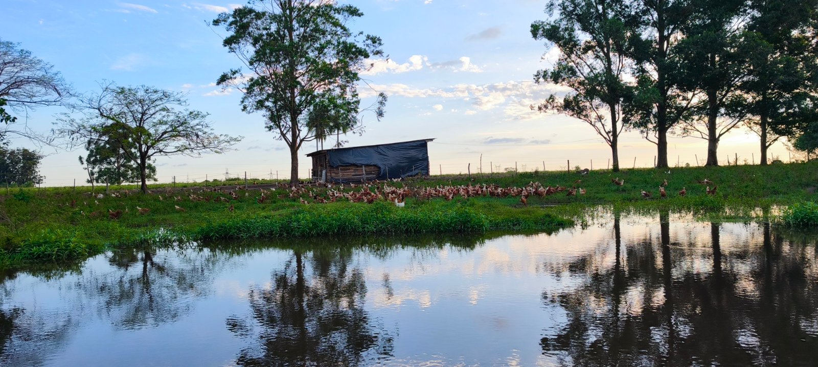 Gallinas de La Ponedora