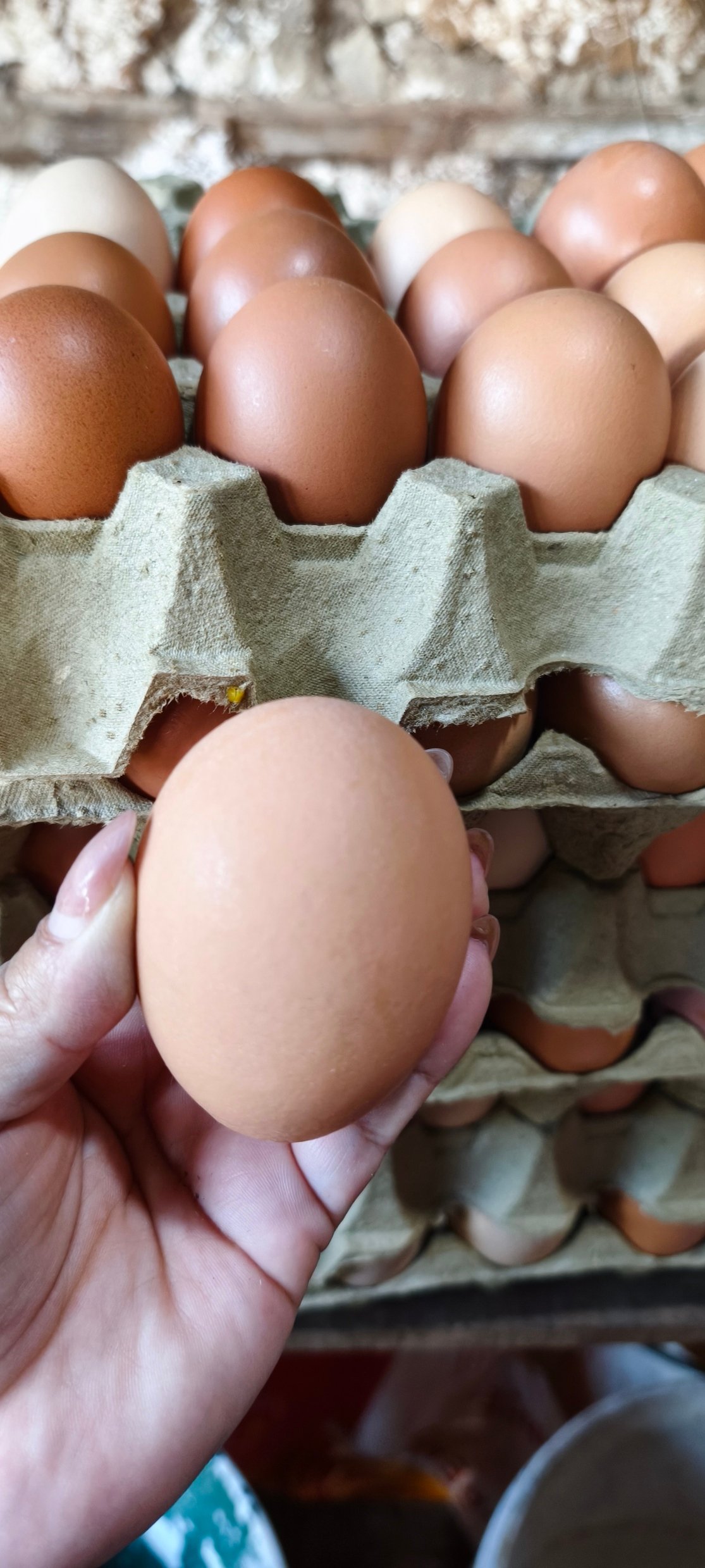 Maples de huevos